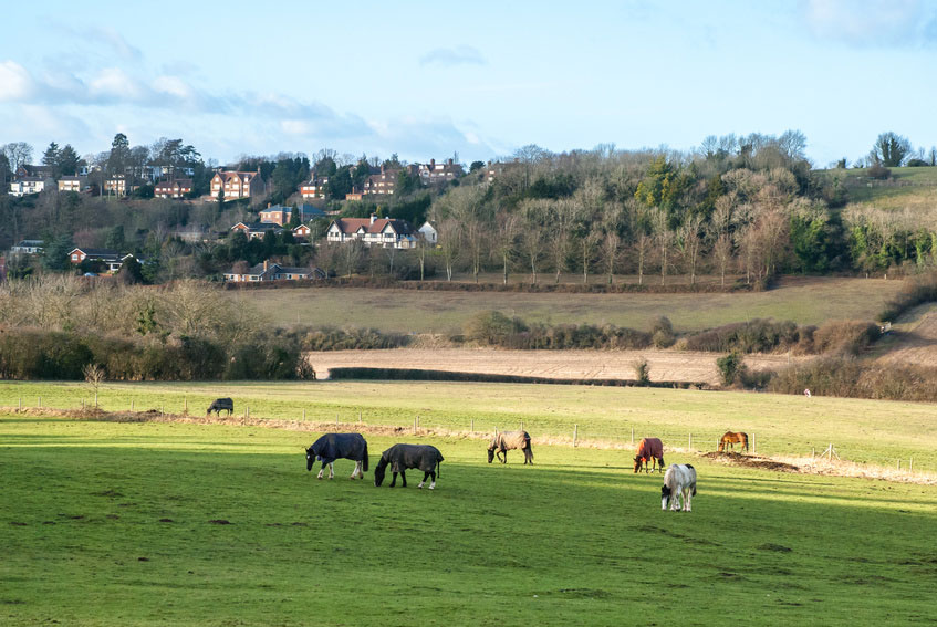 Pewsey Down in the Surrey Hills
