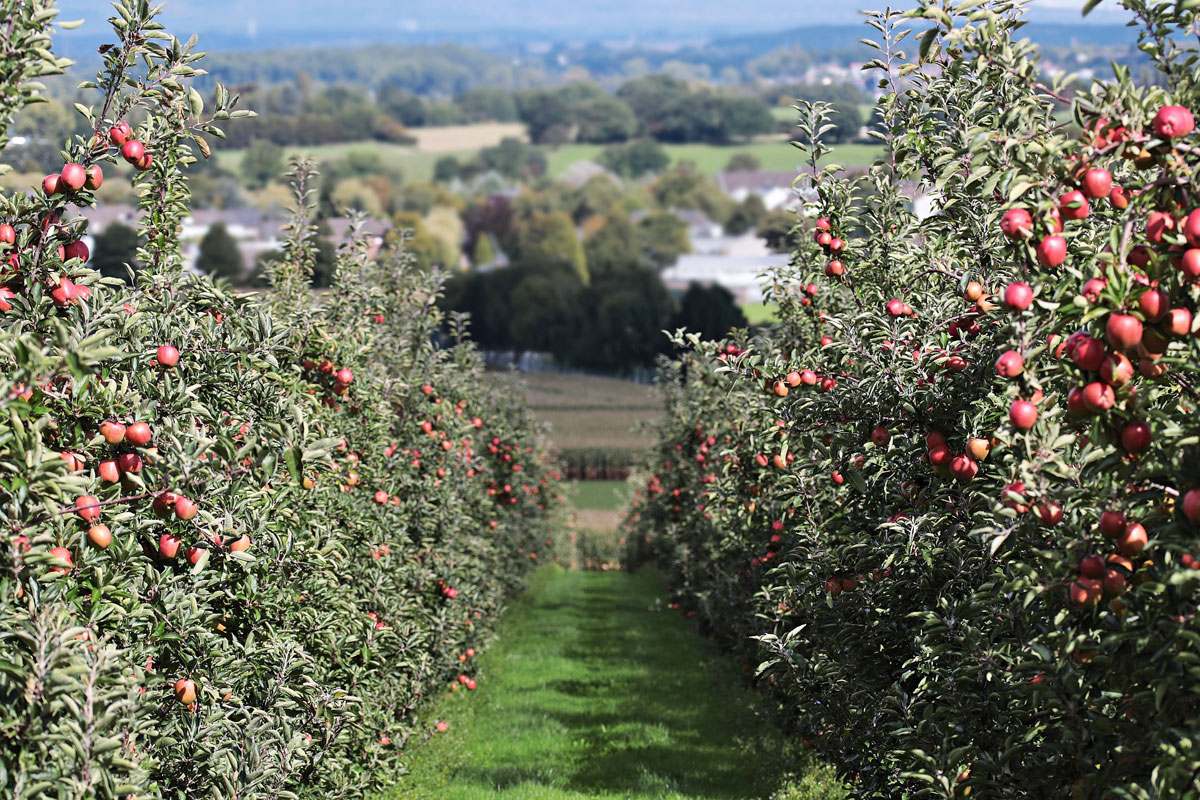 apple orchard kent