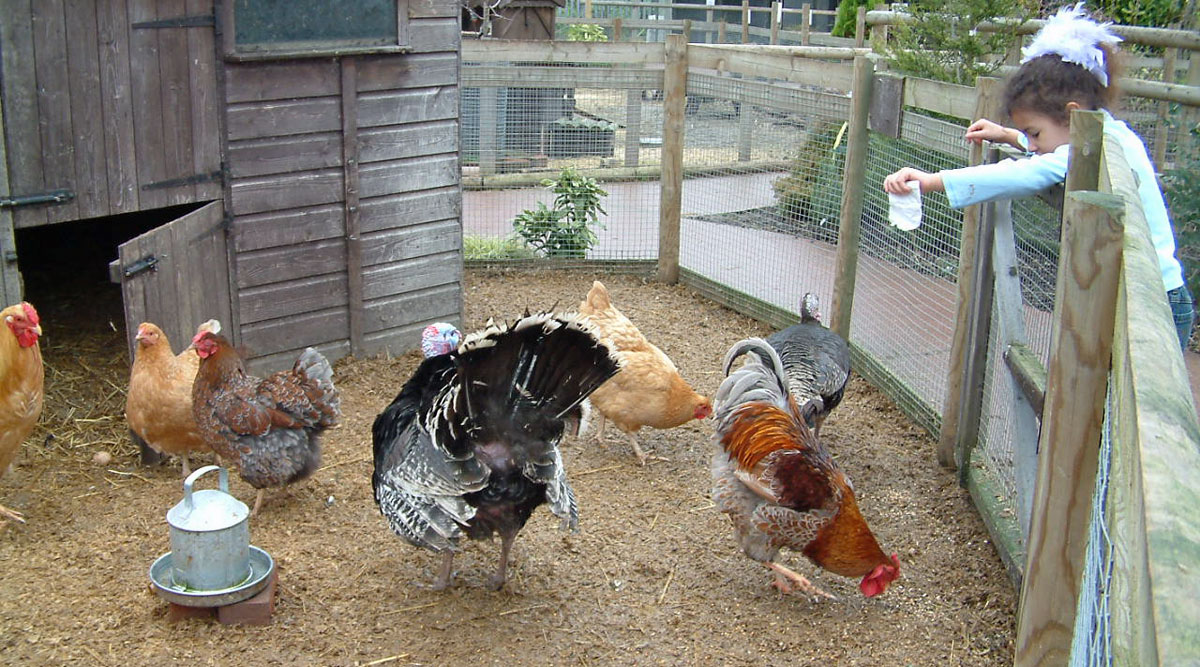 feed chickens farm holiday