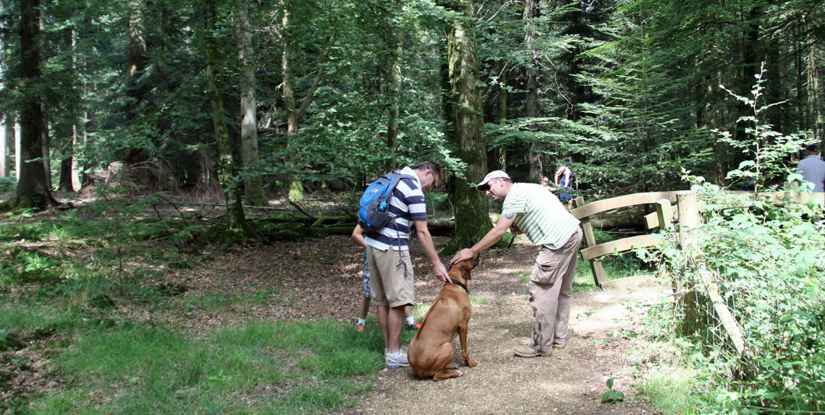 New Forest pet friendly holidays