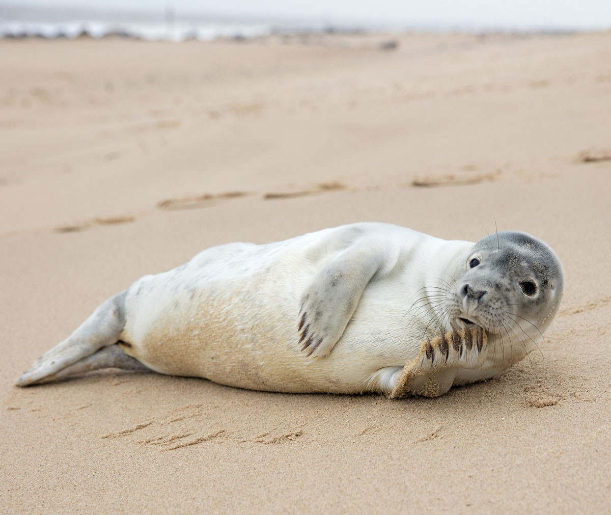 Blakeney seal norfolk coast