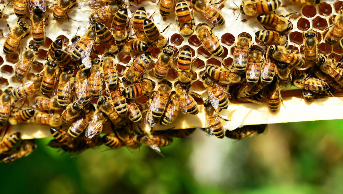 honey bee visitor attraction south molton north devon