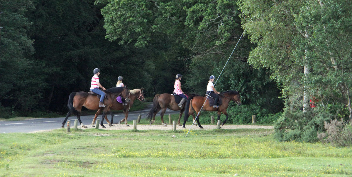 New Forest horse riding