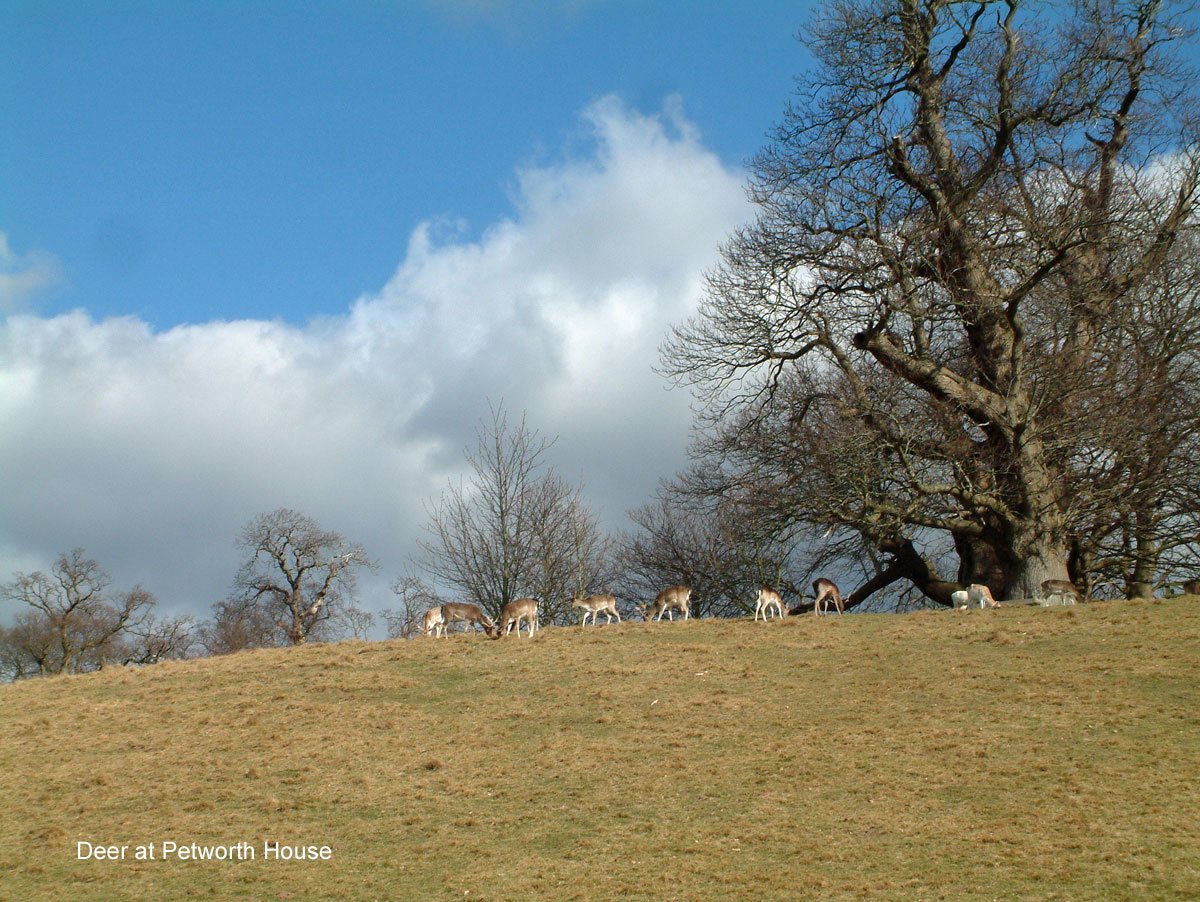 deer at Petworth House South Downs
