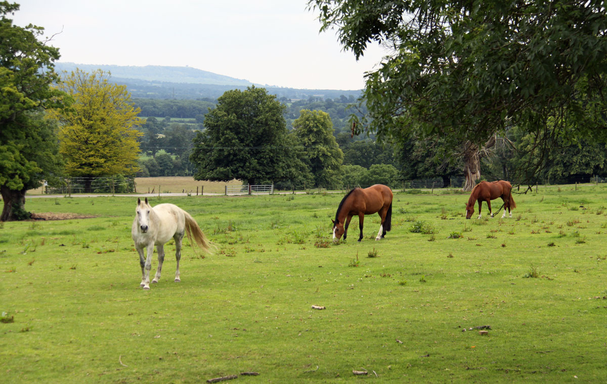 quantocks rural horses