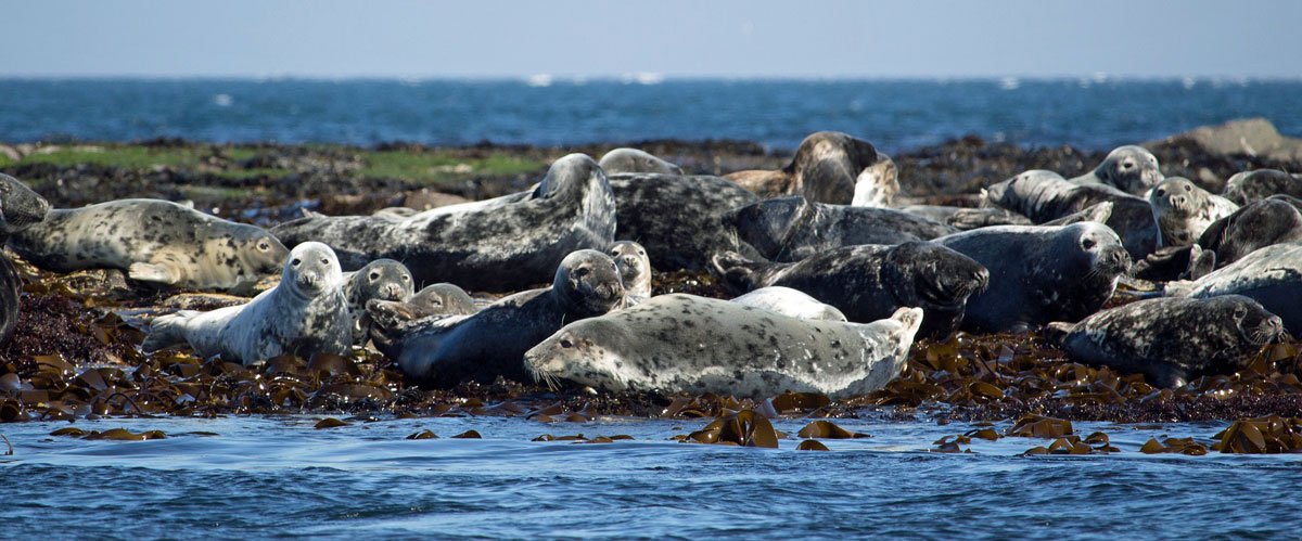 seals Solway coast